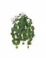 Hanging geranium potted plant white