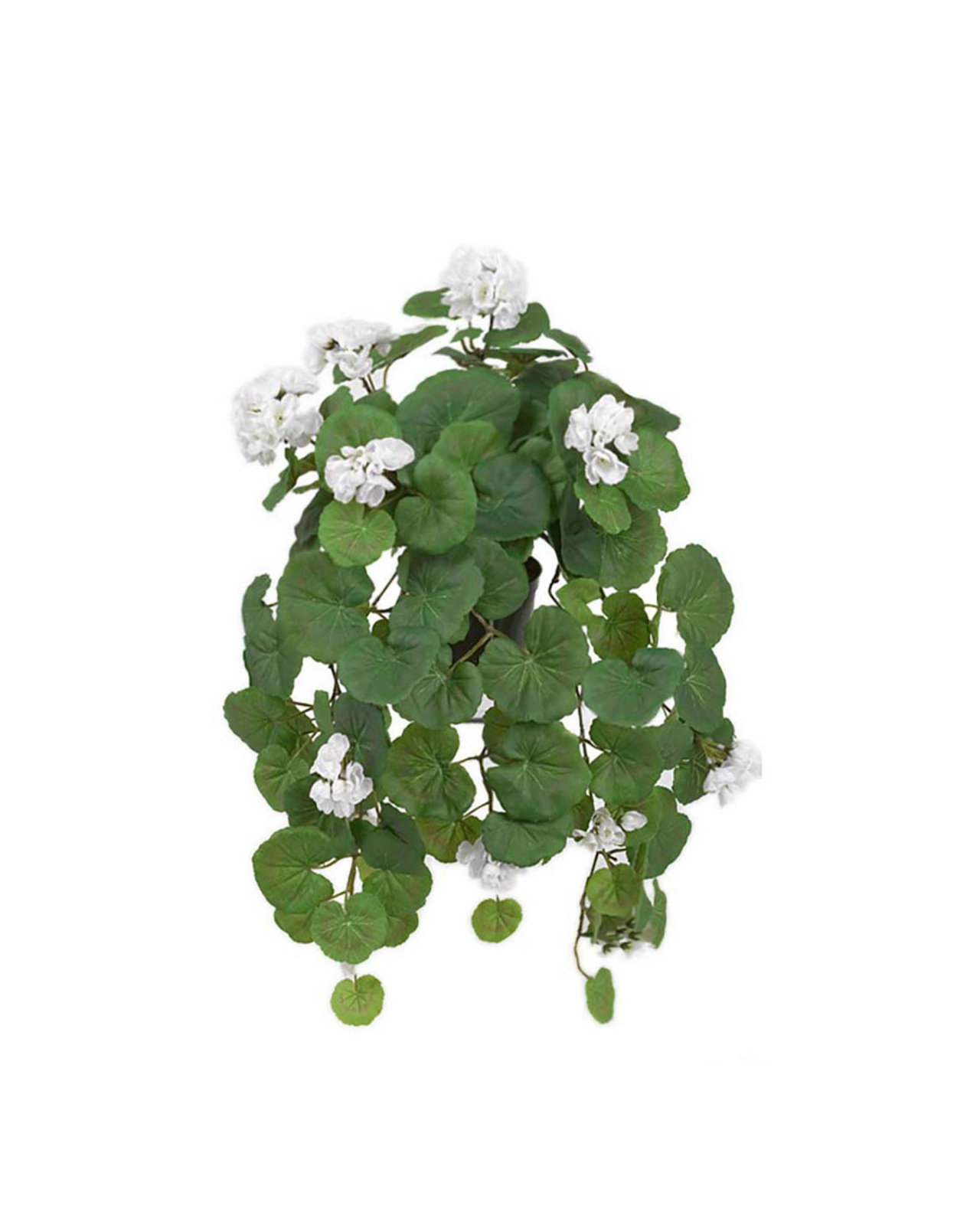 Hanging geranium potted plant white