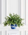 Snowberry Cut Flower White