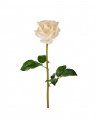 Rose Cut Flower White