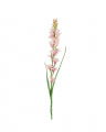 Tuberose Cut Flower Pink