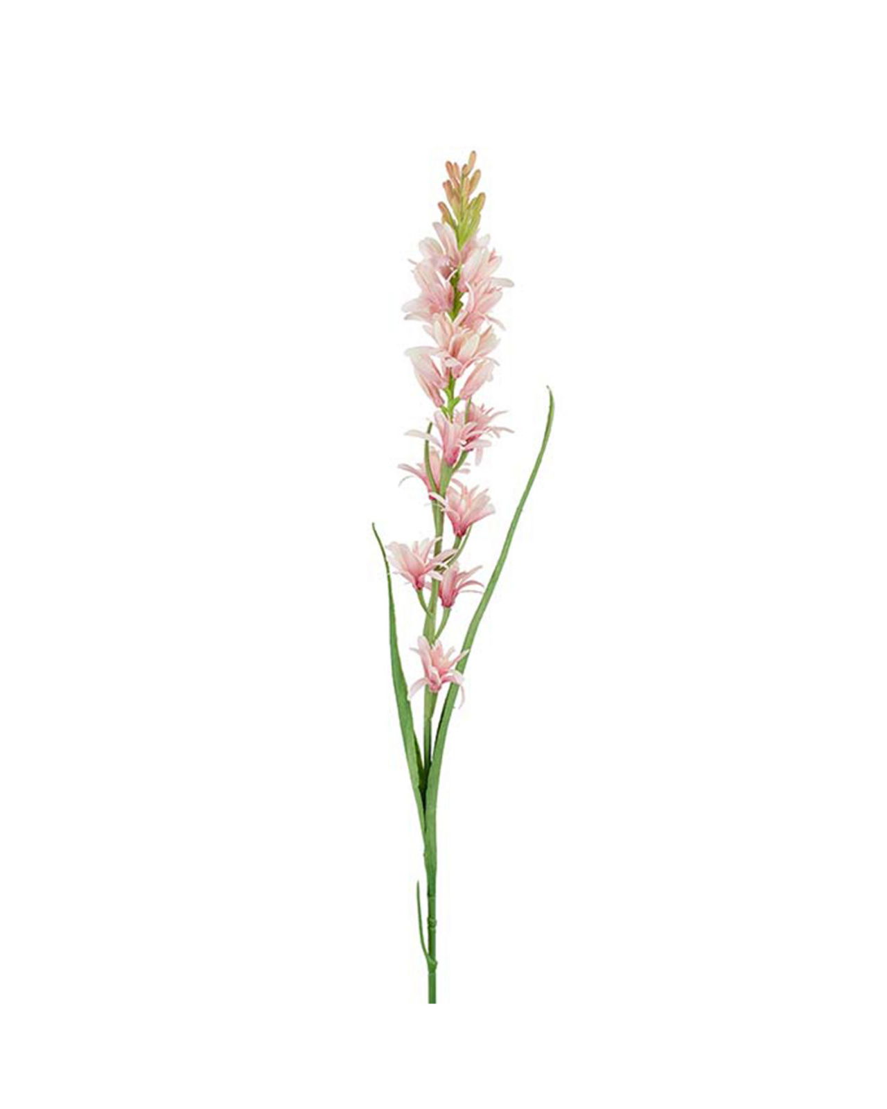 Tuberose Cut Flower Pink