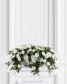 Ipomoea Tricolor Potted Plant White