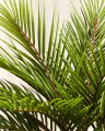 Cycas Potted Plant