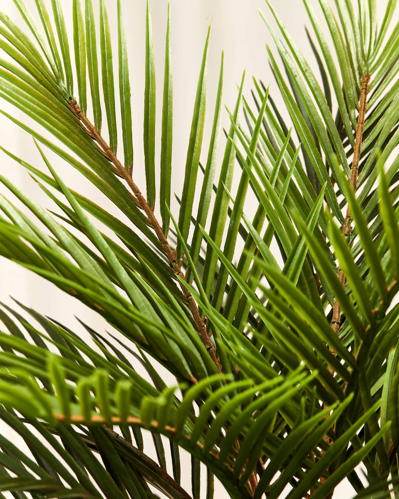Cycas krukväxt grön