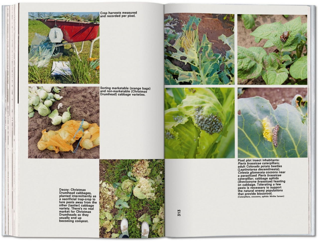 Koolhaas. Countryside, A Report