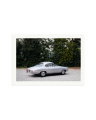 1964 Alfa Romeo Giulia SS Print Only / XXL