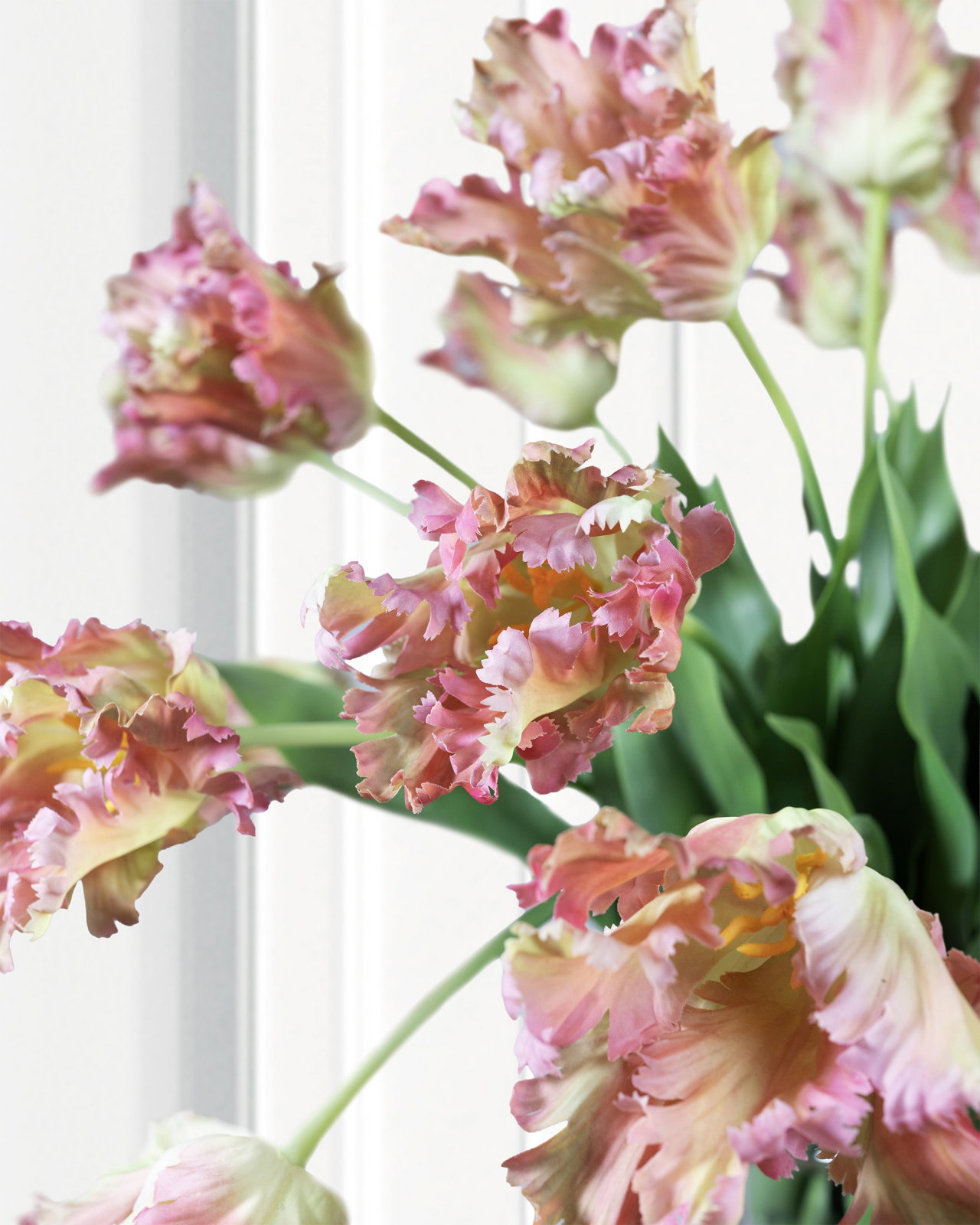 Papegojtulpan snittblomma lila