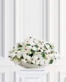 Christmas Star Bouquet White