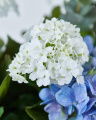 Bluegate Bouquet