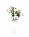 Lilac Cut Flower Pink