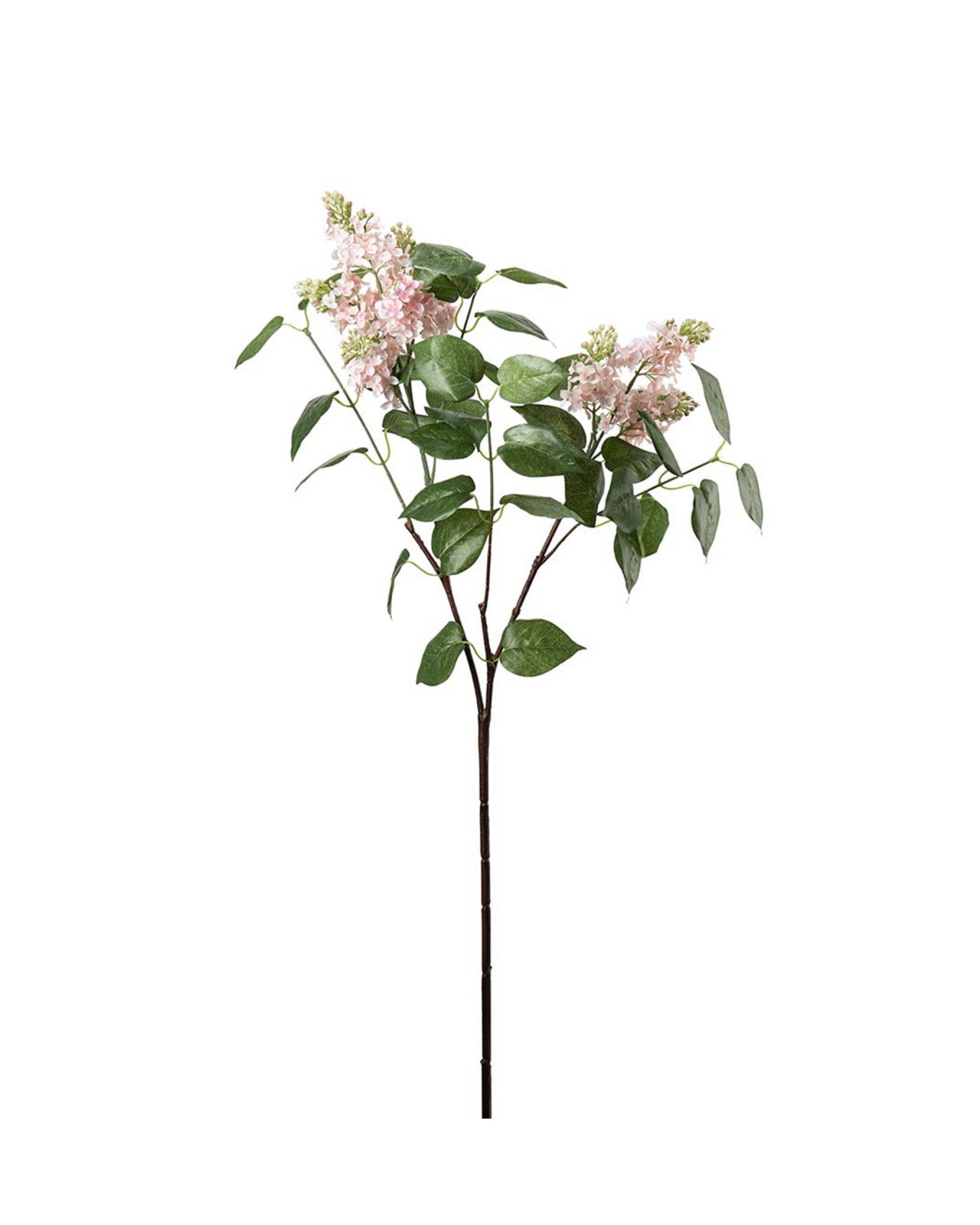 Lilac Cut Flower Pink