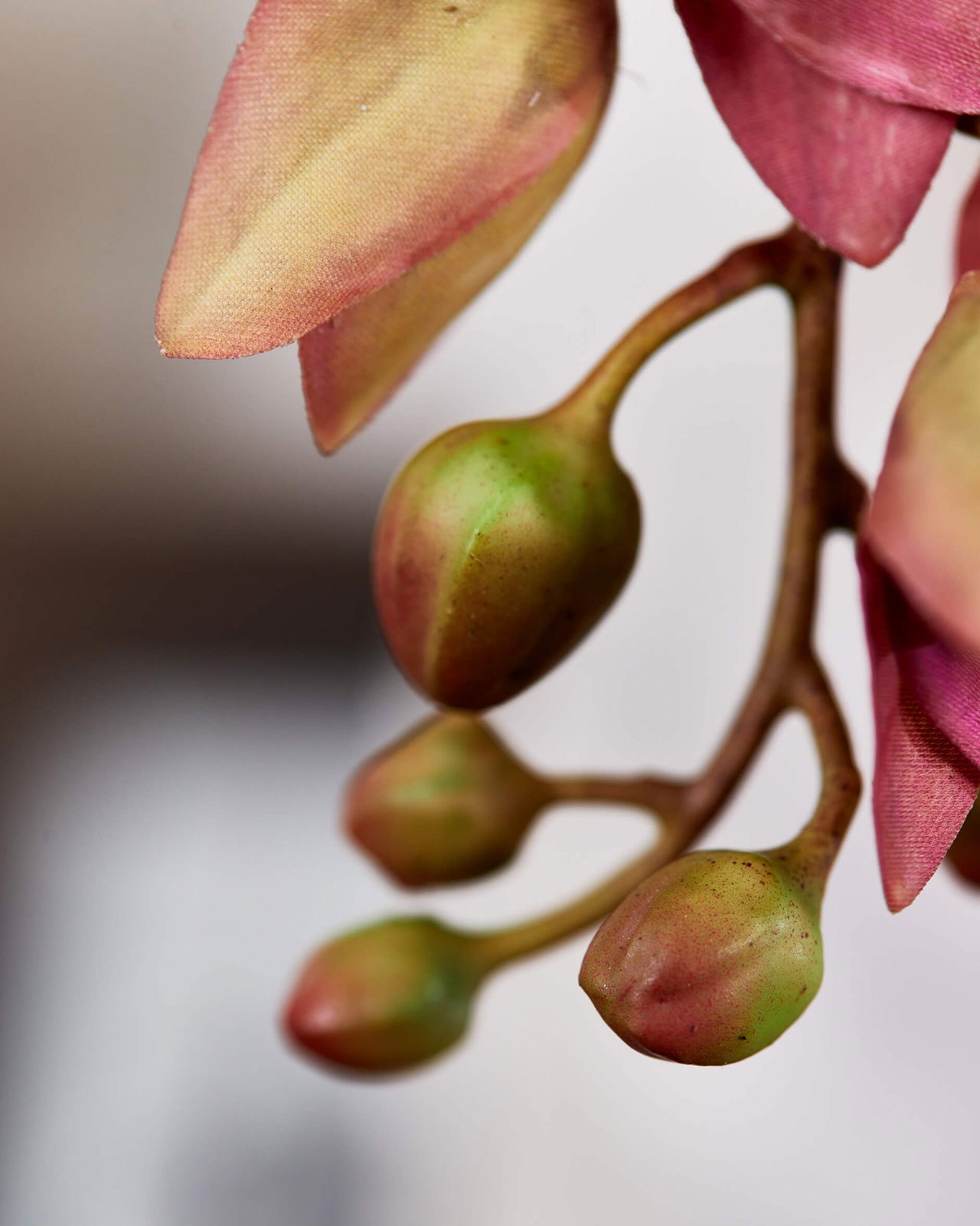 Orkidé snittblomma röd