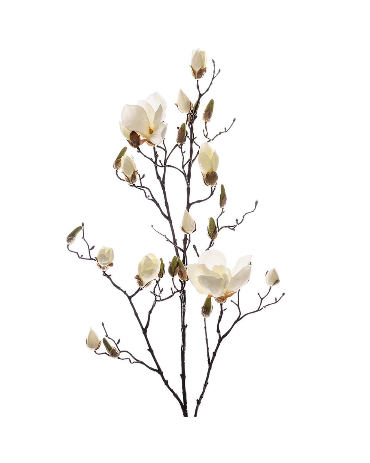 Magnolia – afskåret blomst i hvid