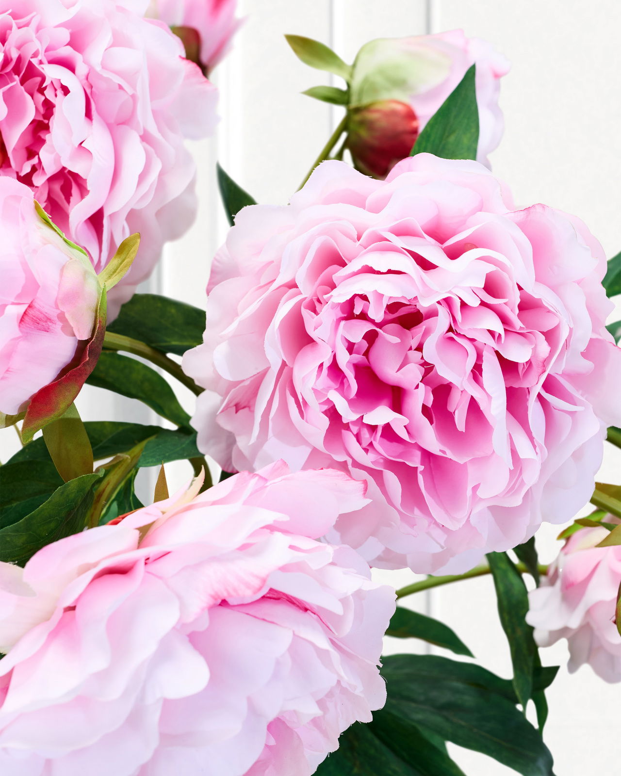 Pæon snitblomst rosa