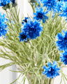 Cornflower Cut Flower Blue