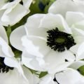 Anemone snittblomst, hvit