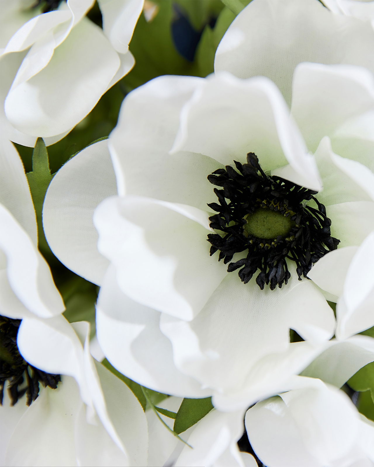 Anemon snittblomma vit