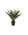 Cycas Potted Plant