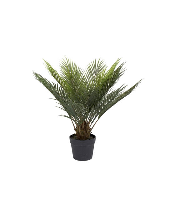 Cycas Potted Plant