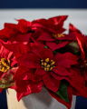 Poinsettia Artificial Plant Red