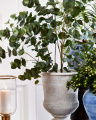 Eucalyptus Potted Plant