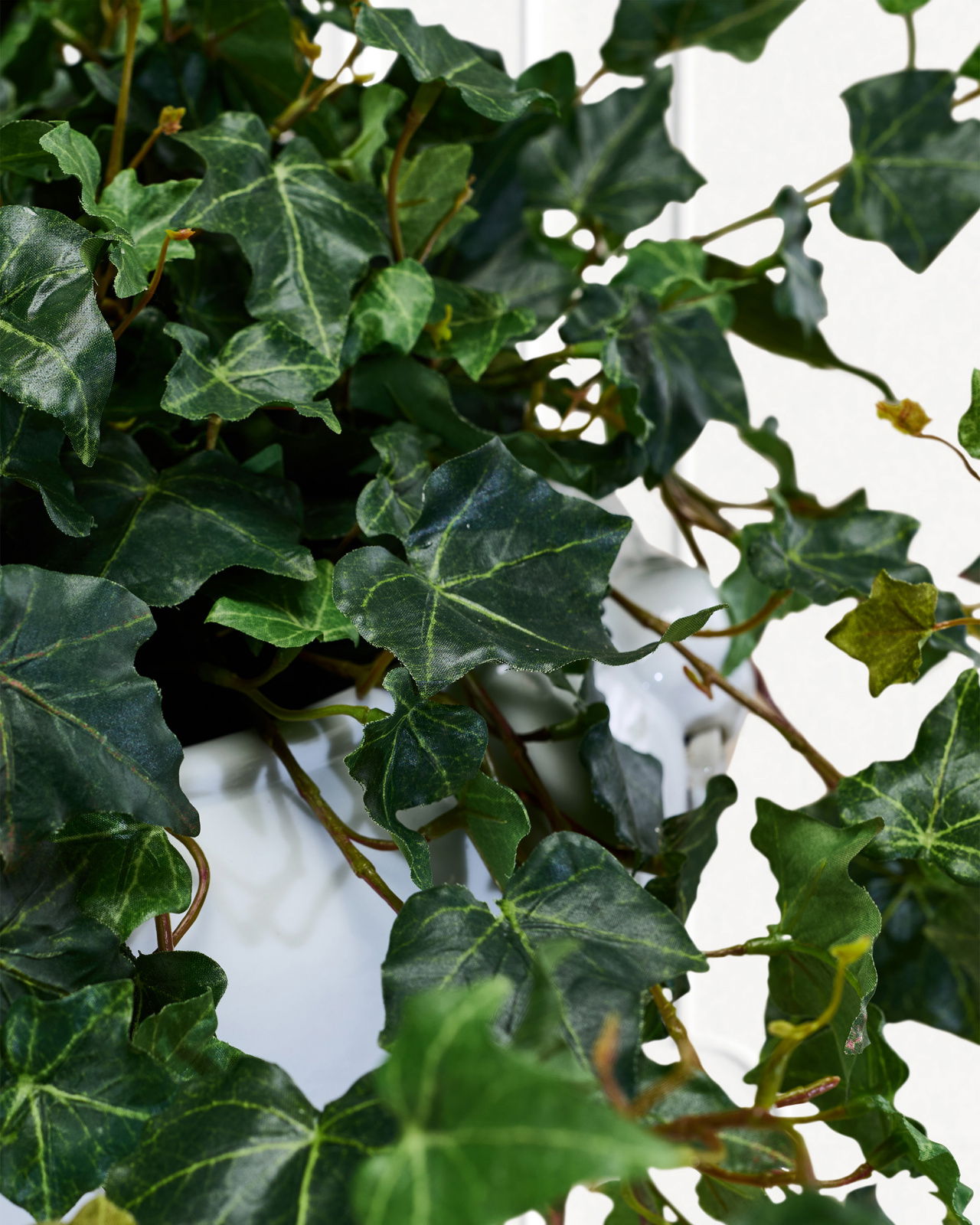 Efeu Topfpflanze grün