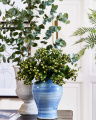 Eucalyptus Potted Plant