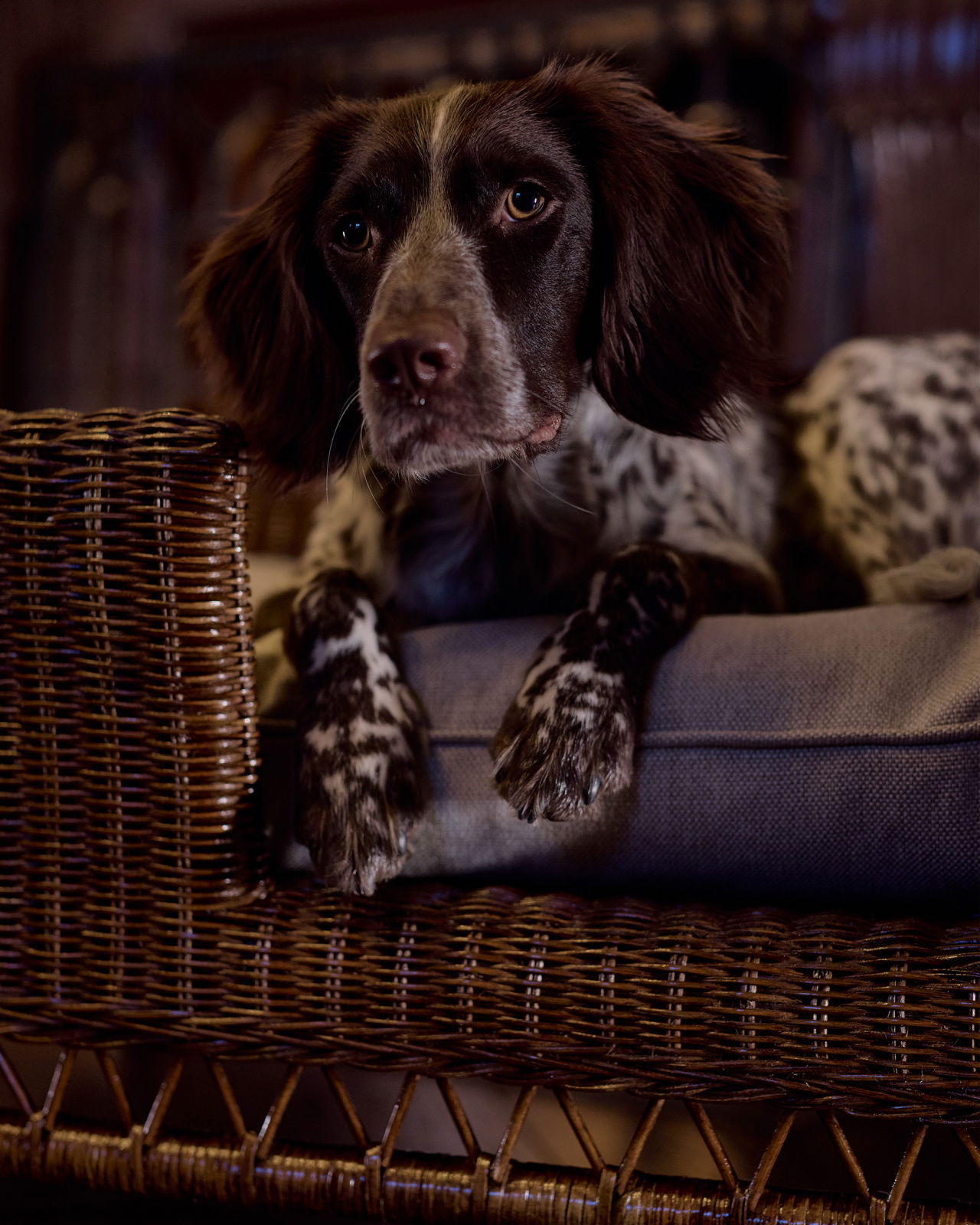Cognac hundsäng rotting