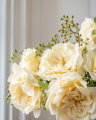 Rose cut flower cream