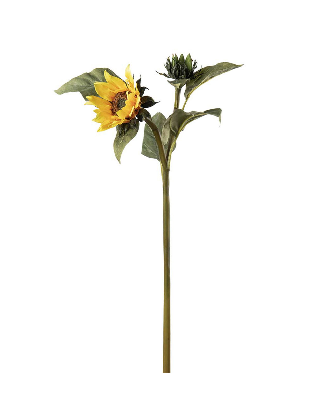 Sunflower cut flower yellow