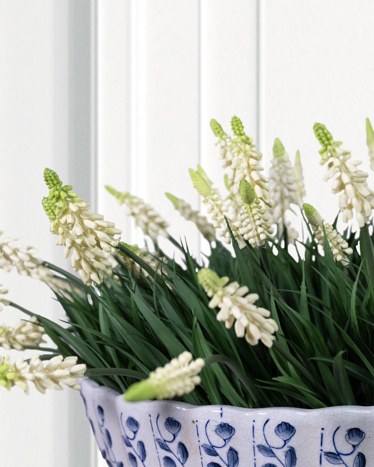 Pärlhyacint krukväxt vit