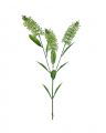 Astilbe Cut Flower Green