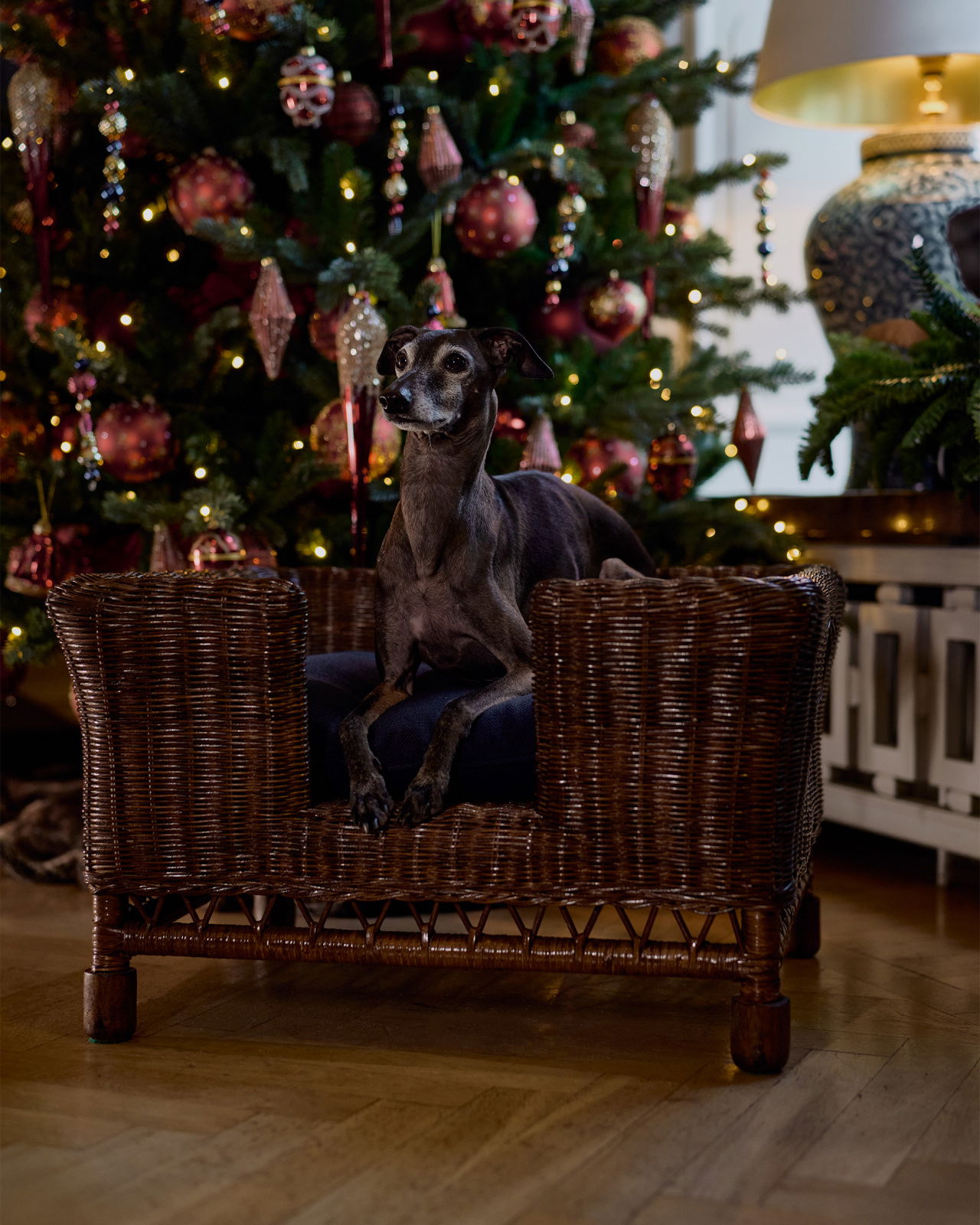 Cognac hundsäng rotting