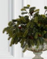 Grankvist med kongler snittblomst grønn