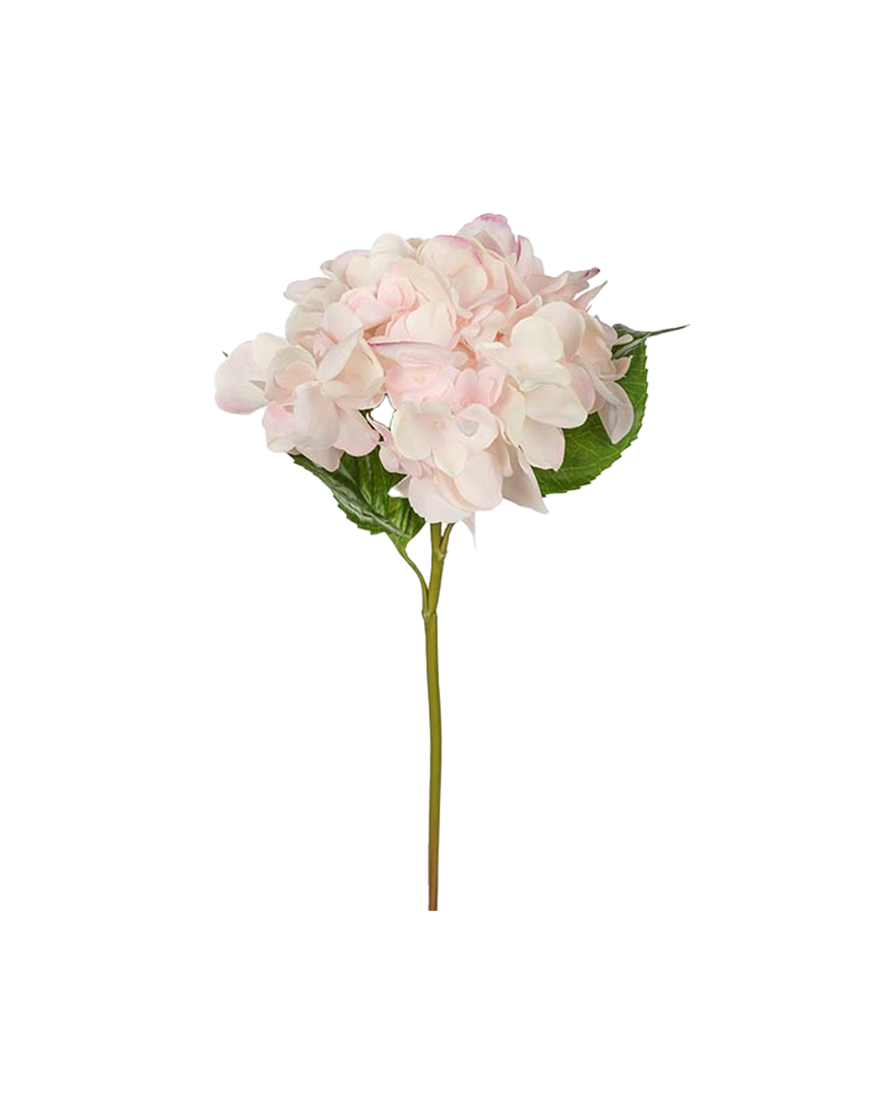 Hortensie Schnittblume rosa