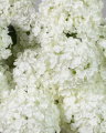 Syrénhortensia snittblomma vit