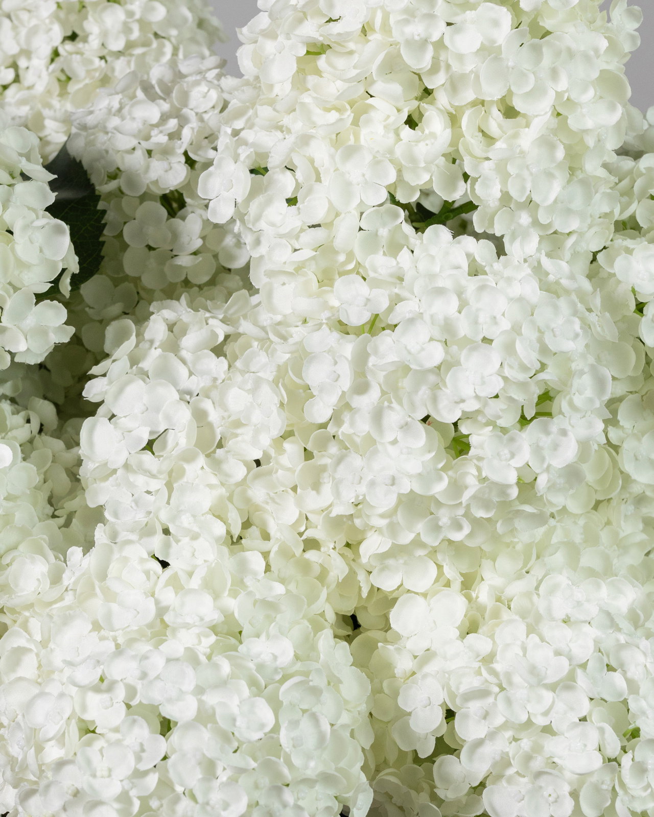 Syrénhortensia snittblomma vit