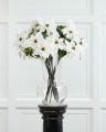 Poinsettia Cut Flower White