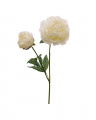 Peony Cut Flower White