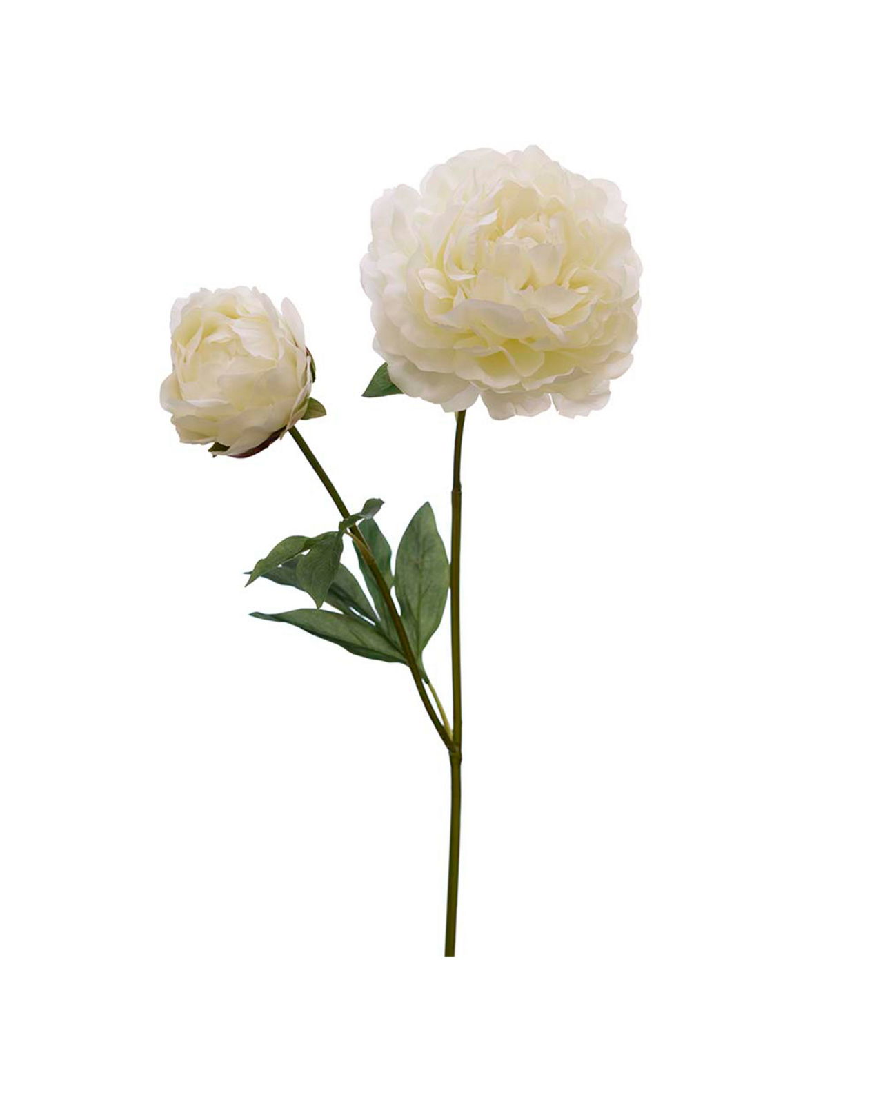 Pion snittblomma vit