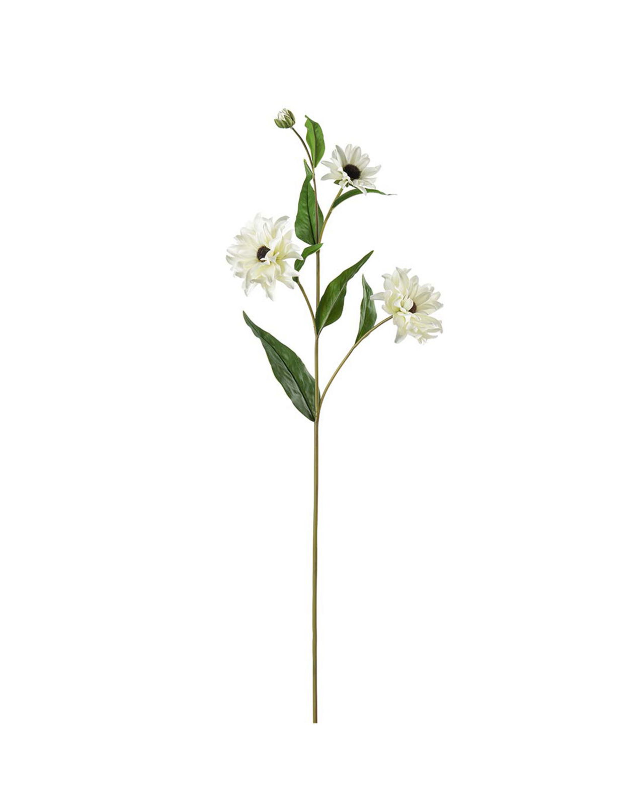 Rudbeckia schnittblume weiß