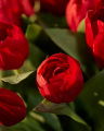 Tulp snijbloem rood