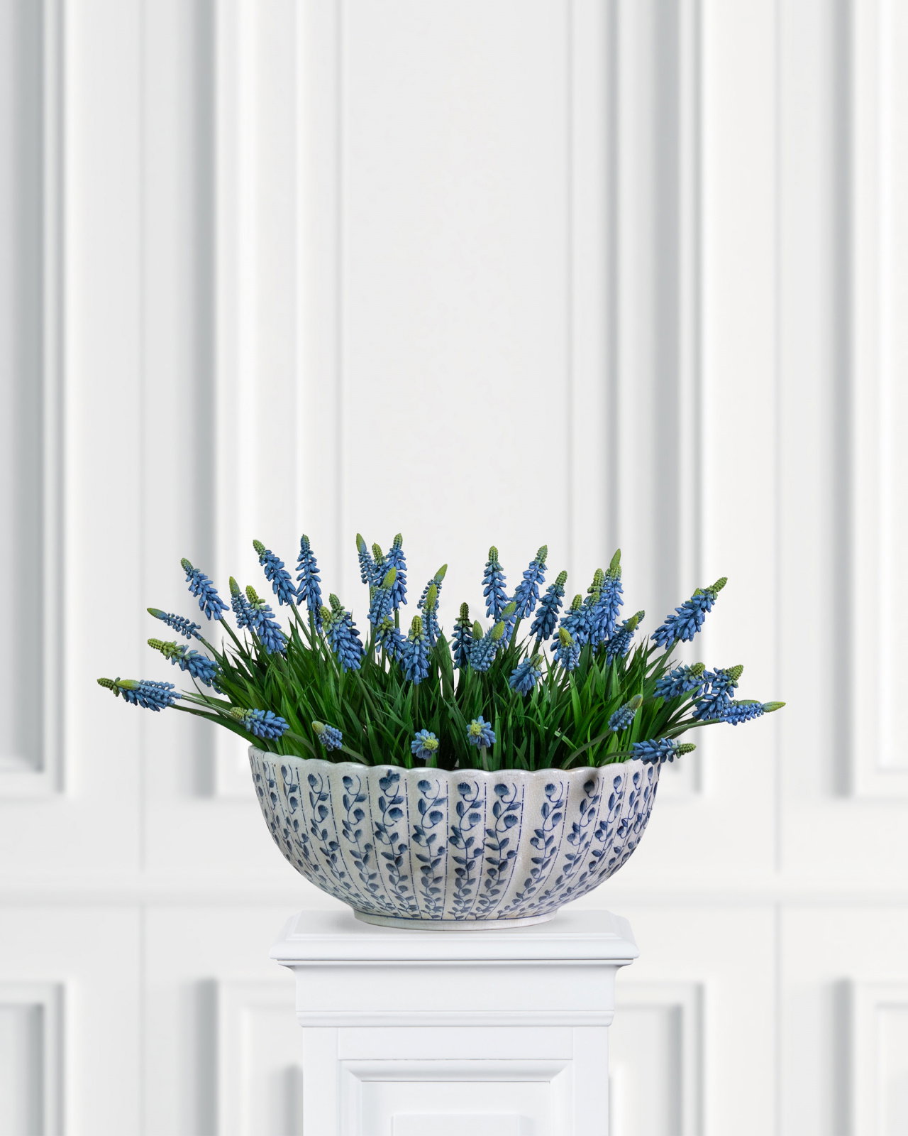 Pärlhyacint krukväxt blå