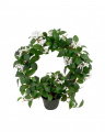 Jasmine potted plant white