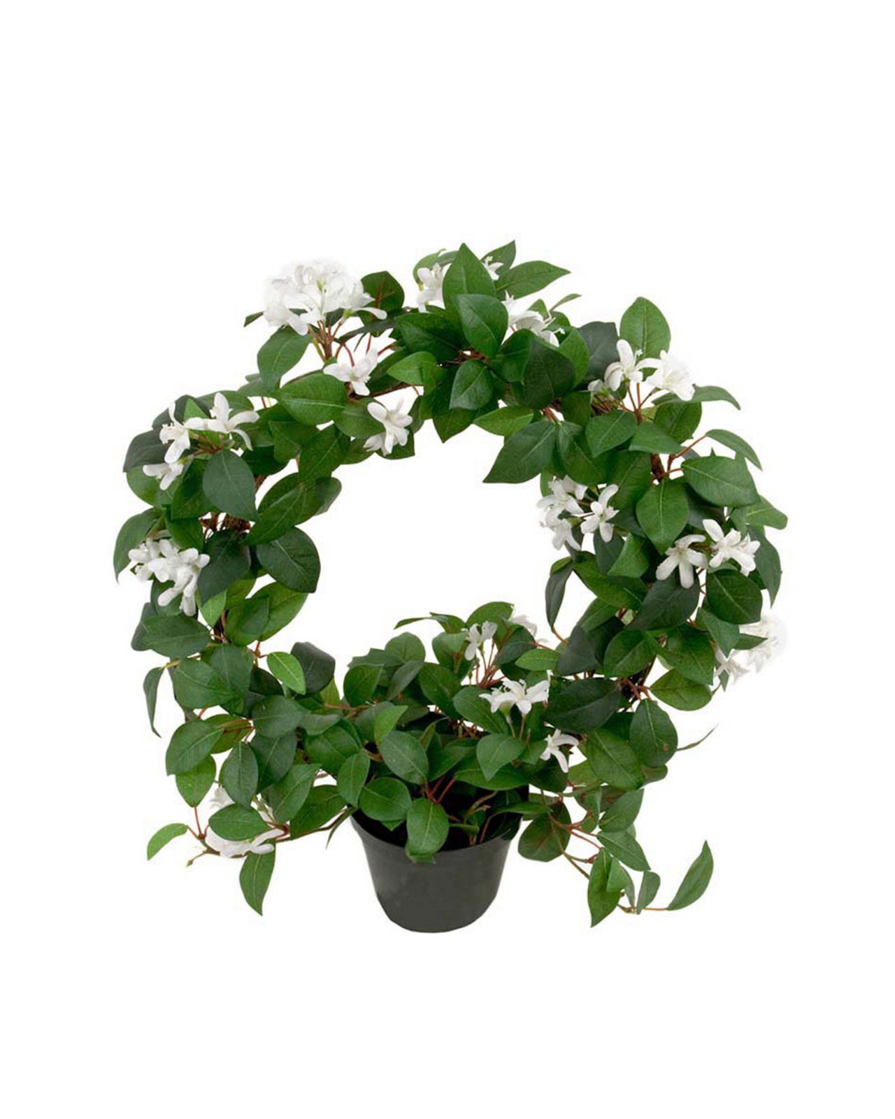 Jasmine potted plant white