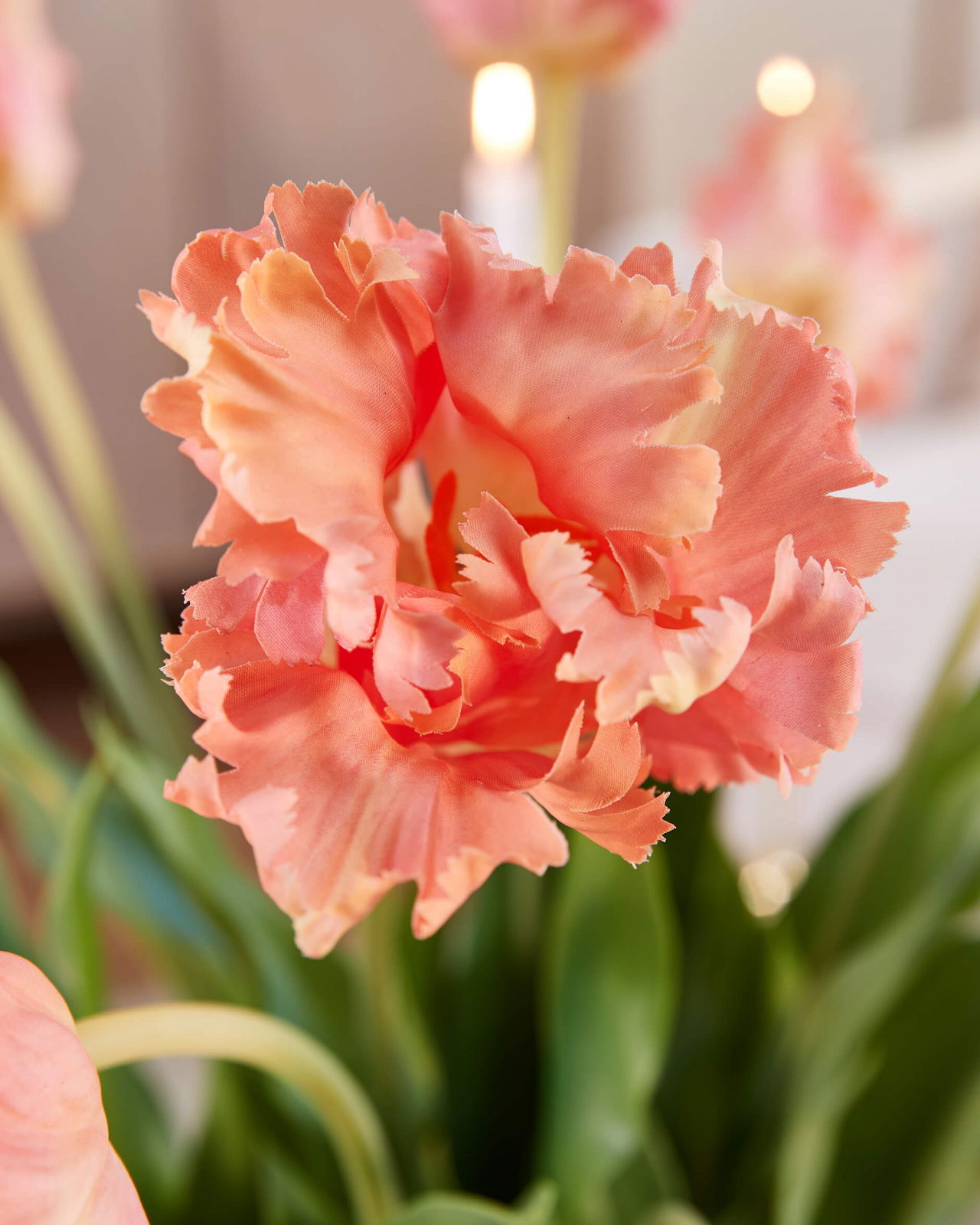 Papukaijatulppaani-leikkokukka, aprikoosi