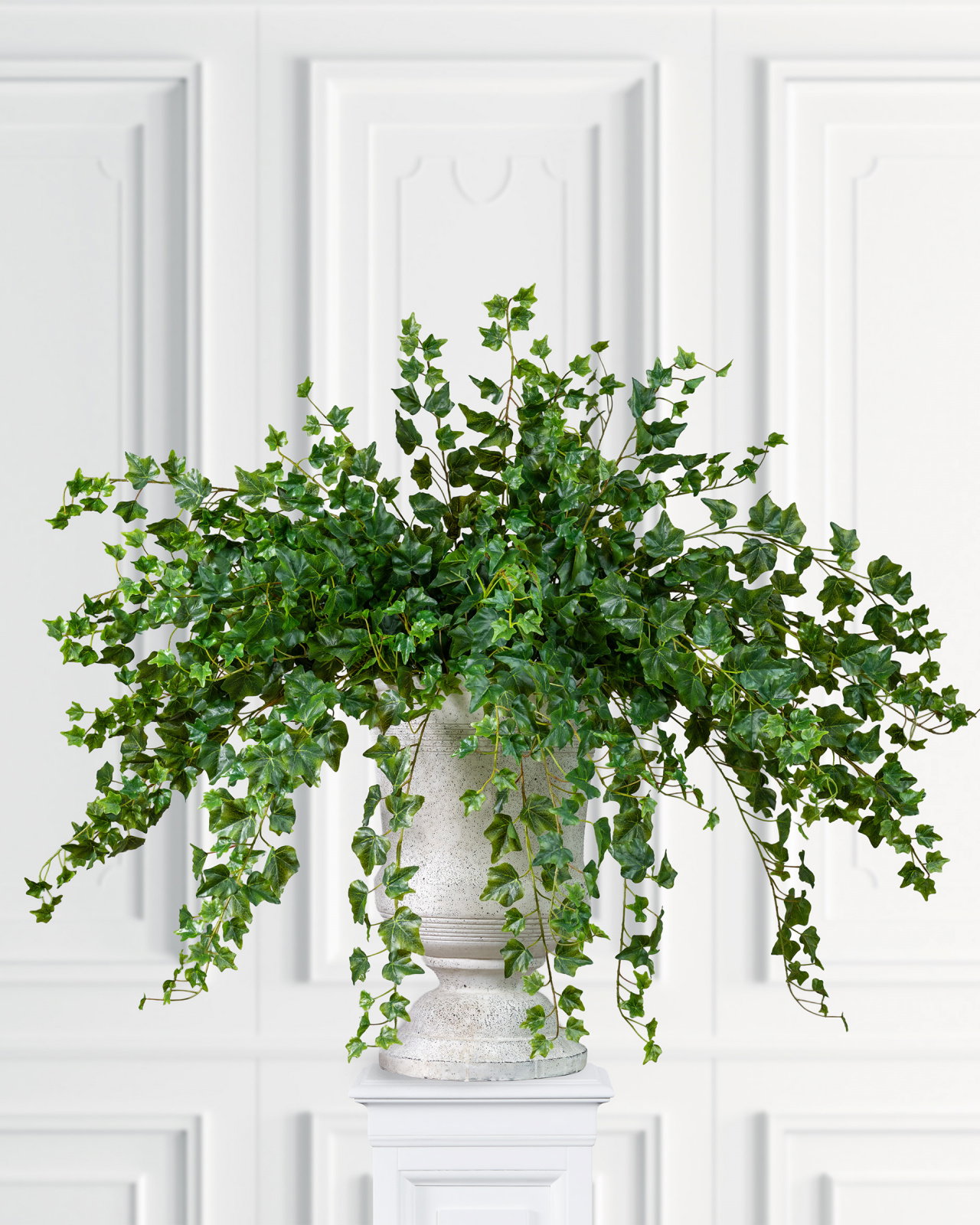 Murgröna kvist grön