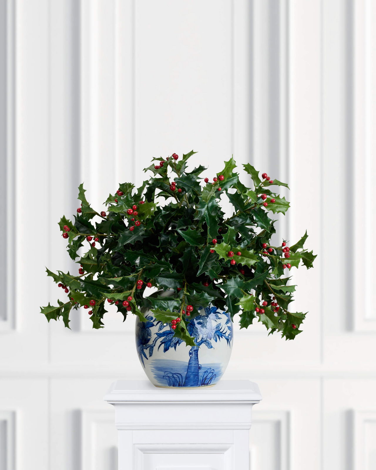 Holly kristtorn – afskåret plante