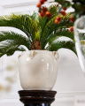 Cycas Potted Plant